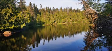 Un paysage naturel avec des arbres et un lac calme.