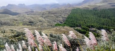 Un paysage de collines et de vallées en Azuay, Équateur, avec des herbes en mouvement.