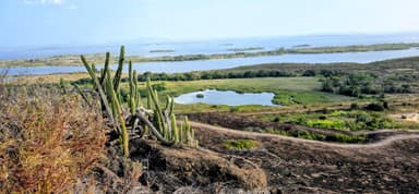 Un paysage naturel avec des cactus et un lac à Bolivar, Venezuela.