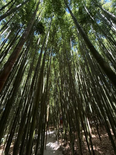 Une forêt de bambous avec un chemin au milieu.