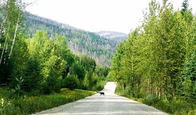 A gravel road through a forest with a bear in the distance.