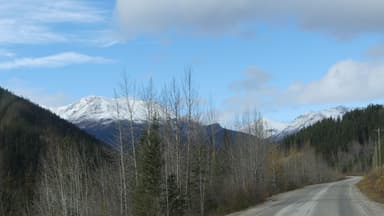Une route bordée d'arbres avec des montagnes enneigées en arrière-plan.
