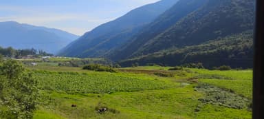 Un paysage verdoyant avec des montagnes en arrière-plan et des vaches dans un champ.