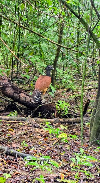 Un oiseau coloré se tient sur un tronc d'arbre dans la forêt tropicale.
