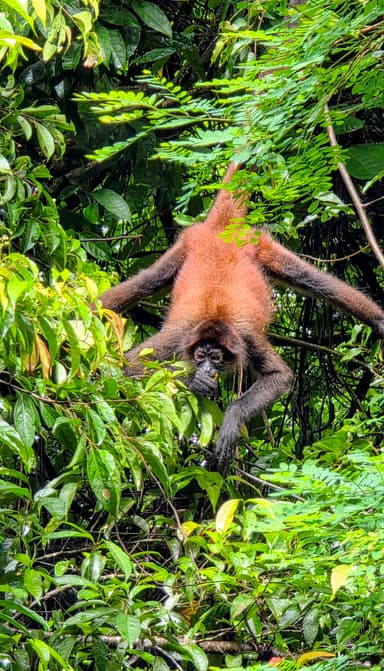 Un singe suspendu dans les arbres, entouré de feuillage vert.