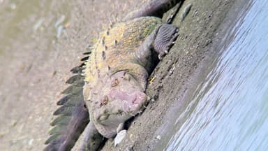 Un crocodile se repose sur la rive d'une rivière.