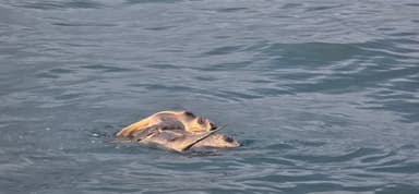 Deux tortues nagent ensemble dans l'eau claire.