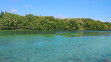 Un paysage de mangroves et d'eau turquoise sous un ciel bleu.