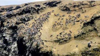 Des oiseaux se reposent sur une falaise à Barranca, au Pérou.