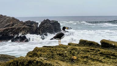 Un oiseau sur des rochers au bord de la mer.