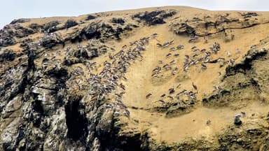 Des oiseaux se reposent sur une falaise à Barranca, au Pérou.