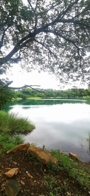 Un lac tranquille entouré d'arbres et de verdure.