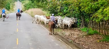 Des cavaliers guidant des vaches le long d'une route à Veraguas.