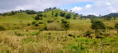 Un paysage verdoyant avec des collines et des vaches au pâturage.