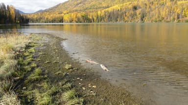 Un paysage d'un lac avec des poissons sur la rive et des arbres colorés en arrière-plan.
