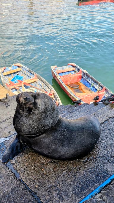 Un phoque se repose près de l'eau avec des bateaux colorés en arrière-plan.