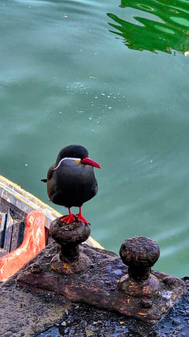 Un oiseau noir avec un bec rouge sur un quai au bord de l'eau.