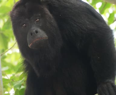 Un singe noir perché sur une branche dans la verdure.