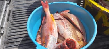 Un seau bleu rempli de poissons frais au marché.