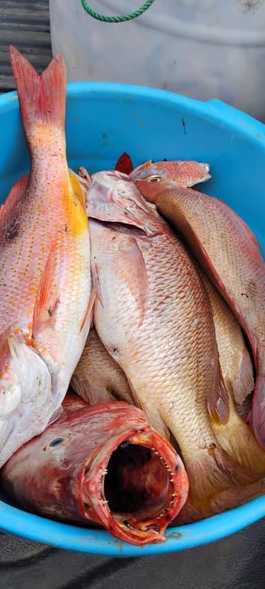 Un seau bleu rempli de poissons frais au marché.