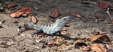 Un iguane sur le sol avec des feuilles mortes.