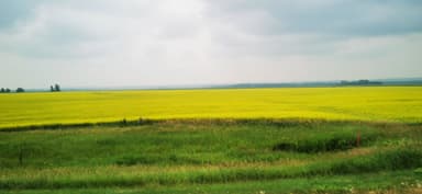 Un champ de fleurs jaunes sous un ciel nuageux.