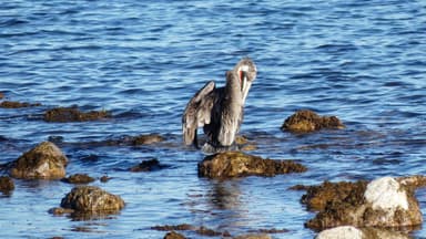 Un oiseau se perche sur une roche au bord de l'eau.