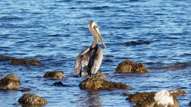 Un pélican se tient sur des rochers au bord de l'eau.