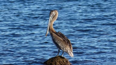 Un pélican se tient sur un rocher dans l'eau bleue.