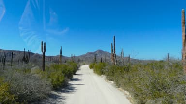 Un chemin de terre entouré de cactus sous un ciel bleu.