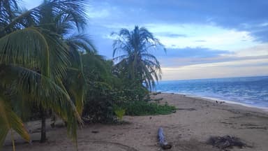 Plage tranquille avec des palmiers et l'océan au loin.