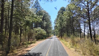 A scenic road lined with tall pine trees under a clear blue sky.