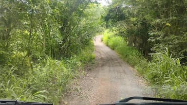 Un chemin de terre entouré de verdure à Paquera.