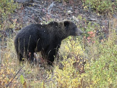 Un ours brun se tient parmi les feuilles colorées.