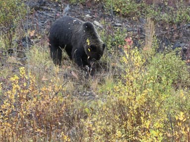 Un ours dans un paysage d'automne au Yukon.