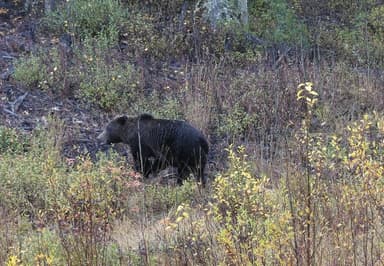 Un ours dans un paysage naturel du Yukon, Canada, entouré de végétation.