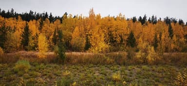 Une forêt d'automne avec des arbres jaunes et verts sous un ciel nuageux.