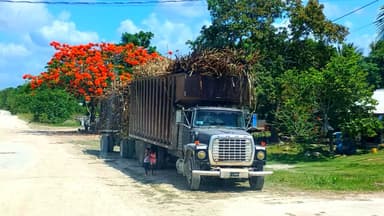 Un camion chargé de branches sur une route à Belize.