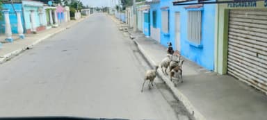 Des chèvres marchent le long d'une rue tranquille à Miranda State.