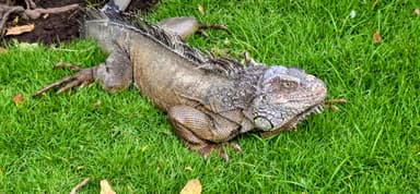 Un iguane se repose sur l'herbe verte.