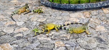 Des iguanes se déplacent sur des pierres dans un parc.