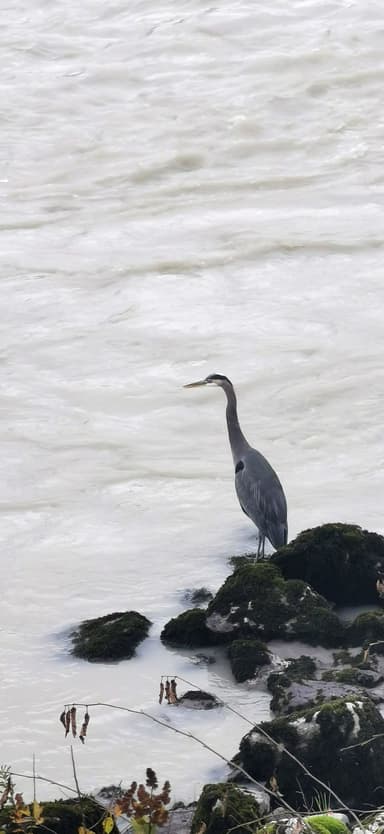 Un héron se tient sur des rochers au bord de l'eau.