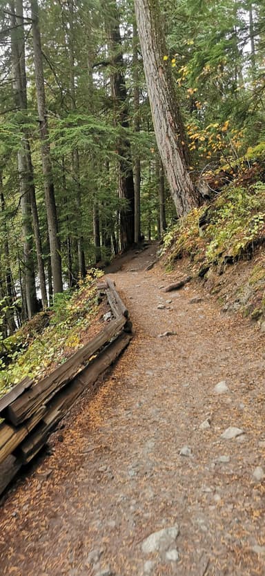 Un chemin forestier entouré d'arbres et de feuilles d'automne.