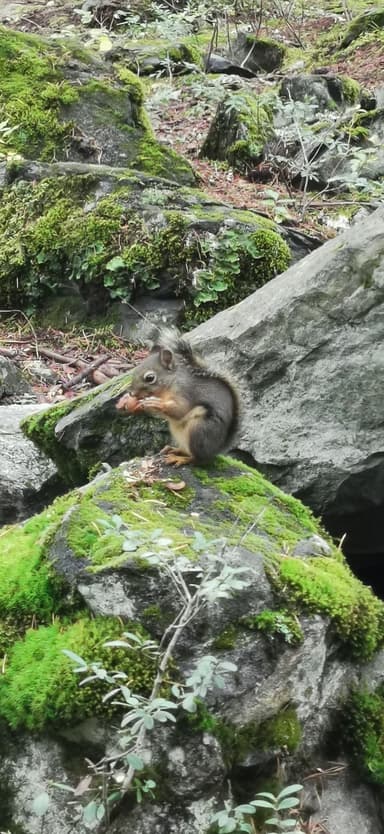 Un écureuil sur une pierre couverte de mousse dans la nature.
