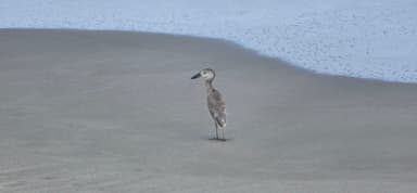 Un oiseau sur une plage de sable fin.