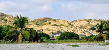Une plage avec des palmiers et des collines en arrière-plan.