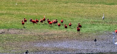 Un groupe d'oiseaux rouges se tient sur un terrain vert.