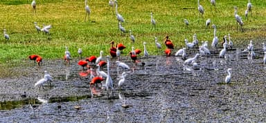 Des oiseaux colorés se rassemblent près de l'eau dans un paysage naturel.