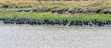 Un groupe d'oiseaux se reposant sur la rive d'une rivière.