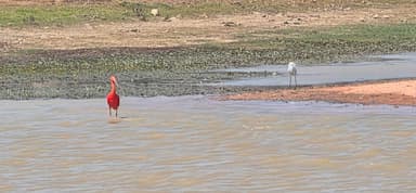 Un oiseau rouge se tient dans l'eau peu profonde à Apure, Venezuela.